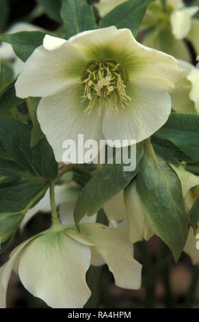 PRIMO PIANO DI HELLEBORUS ORIENTALIS (COMUNEMENTE NOTO COME ROSE INVERNALI, ROSE QUARESIMALE O ELLEBORE ORIENTALE) AUSTRALIA. Foto Stock