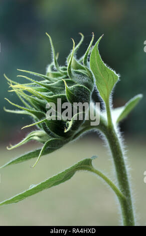 VISTA LATERALE DI UN GIRASOLE NON APERTO (HELIANTHUS ANNUUS) AUSTRALIA. Foto Stock