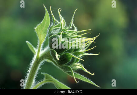 VISTA LATERALE DI UN GIRASOLE NON APERTO (HELIANTHUS ANNUUS) AUSTRALIA. Foto Stock