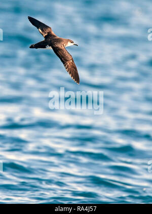 Manx Shearwater (puffinus puffinus), in volo sopra il mare al largo della Cornovaglia, Inghilterra, Regno Unito. Foto Stock