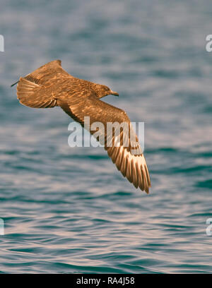 Grande Skua (Stercorarius skua), in volo sopra il mare al largo della Cornovaglia, Inghilterra, Regno Unito. Foto Stock