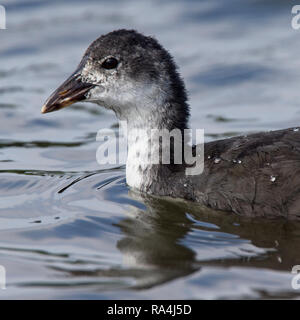 Un bambino Eurasian folaga (fulica atra), Helston, Cornwall, Regno Unito. Foto Stock