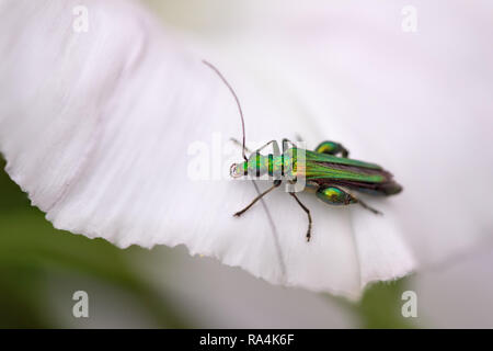 Macro di un verde insetto metallico all'interno di un fiore da un prato portoghese Foto Stock