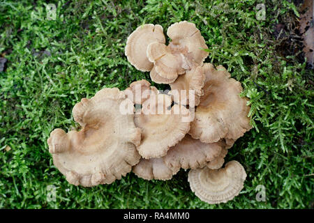 Panellus stipticus, comunemente noto come le ostriche amaro, astringente panu, il panellus luminescente, o il fungo stiptic Foto Stock