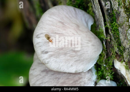 Pleurotus pulmonarius, comunemente noto come le ostriche Indiano, Italiano ostrica, Phoenix, fungo o polmone Oyster Foto Stock