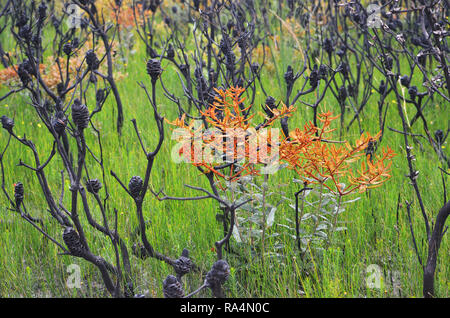 La nuova crescita di Banksia oblongifolia, la felce -lasciava Banksia, a seguito di una bushfire in heath, nel Royal National Park, NSW, Australia Foto Stock