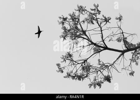 Silhouette di bianco-giacobina a collo alto passando accanto al fiore, uccello in volo, il Caribe Tropical Forest,Trinidad e Tobago, habitat naturale,hummingbird Foto Stock