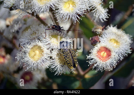 Nativi Australiani gioiello Freckled Beetle, Stigmodera macularia, alimentando il nettare di Angophora hispida blossoms, Royal National Park, NSW, Australia Foto Stock