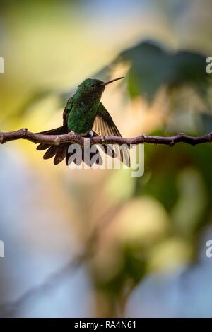 Hummingbird (rame-rumped Hummingbird) seduto sul ramo, bird da il Caribe Tropical Forest, Trinidad e Tobago, bello piccolo colibrì, exoti Foto Stock