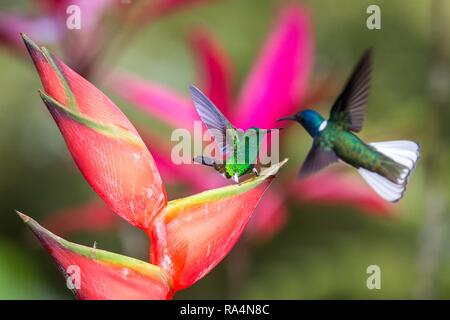 Hummingbird (rame-rumped Hummingbird e bianco-colli) giacobina combattendo sul fiore rosso. , Sfondo verde, la fauna selvatica scena dalla natura, esotico avvento Foto Stock