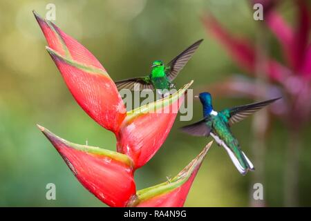 Hummingbird (rame-rumped Hummingbird e bianco-colli) giacobina combattendo sul fiore rosso. , Sfondo verde, la fauna selvatica scena dalla natura, esotico avvento Foto Stock