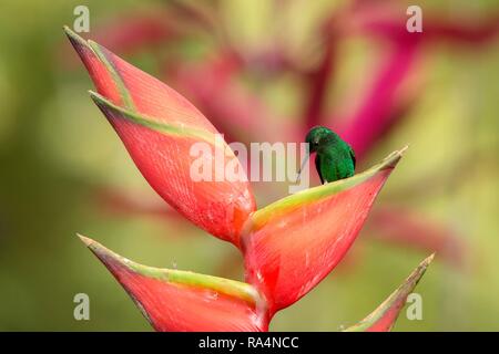 Rame-rumped Hummingbird seduto sul fiore rosso, il Caribe Tropical Forest, Trinidad e Tobago, habitat naturale, bello hummingbird nettare di aspirazione, Foto Stock