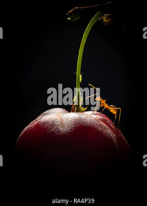 Lavoratore giallo crazy ant (Anoplolepis gracilipes) proteggono gli afidi su red mature Suriname cherry (Eugenia uniflora). Rapporto tra gli afidi e formiche ho Foto Stock