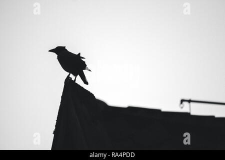 Un corvo sulla cima di un tetto a Bergen, Norvegia Foto Stock