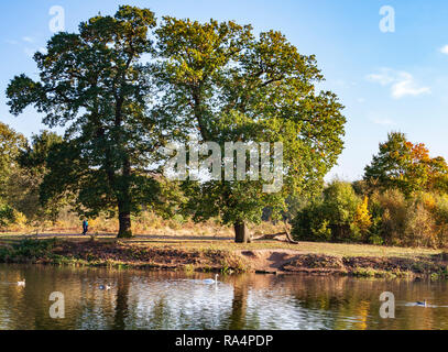 Vista sul lago in autunno con cigni sull'acqua a Clumber Park, Nottinghamshire,Inghilterra Foto Stock