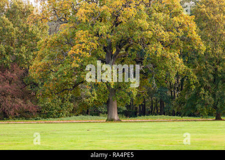 Bellissimo albero con fogliame giallo in autunno a Clumber Park, Nottinghamshire, Inghilterra Foto Stock