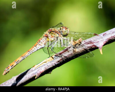 Una femmina di common darter dragonfly crogiolarsi su un ramo a Blashford laghi riserva naturale in Hampshire Foto Stock