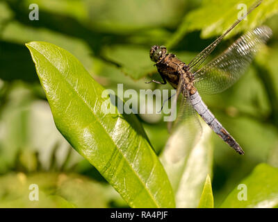 Nero-tailed Skimmer dragonfly (Orthetrum cancellatum) battenti fuori una foglia di rododendro a Dunyeats Hill nella riserva naturale del Dorset Foto Stock