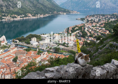 Vedute lungo la Baia di Kotor dai merli del castello e fortini al di sopra di Kotor, Montenegro Foto Stock