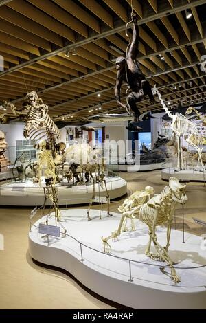 Dania - regione Zelanda - Kopenhaga - Muzeum Historii Naturalnej - Muzeum Zoologiczne - sala wystawowa poswiecona eksponatom ewolucji zwierzat - szkielety ho skamienialosci Danimarca - Zelanda regione - Co Foto Stock