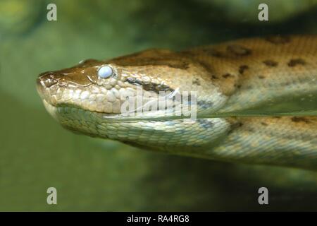 Anakonda zielona znana tez jako Anakonda olbrzymia w terrarium w ogrodzie zoologicznym unico verde serpente anaconda noto anche come comuni anaconda o acqua boa in giardino zoologico terrarium Foto Stock