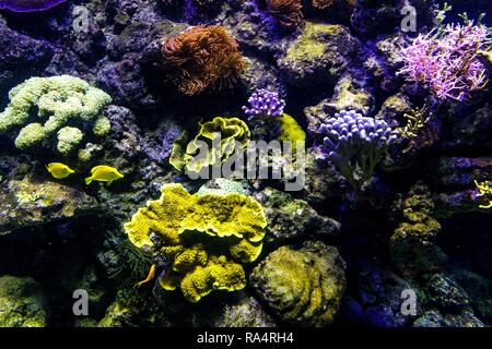 Akwarium oceaniczne - roznorodne gatunki kolorowych koralowcow w oceanarium zoologicznym Oceanic sealife aquarium con mosaico di molte specie di coralli colorati in un zoological oceanarium Foto Stock