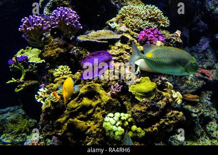 Akwarium oceaniczne - roznorodne gatunki kolorowych koralowcow w oceanarium zoologicznym Oceanic sealife aquarium con mosaico di molte specie di coralli colorati in un zoological oceanarium Foto Stock