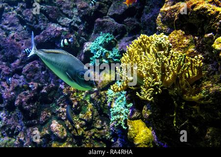 Akwarium oceaniczne - roznorodne gatunki kolorowych koralowcow w oceanarium zoologicznym Oceanic sealife aquarium con mosaico di molte specie di coralli colorati in un zoological oceanarium Foto Stock