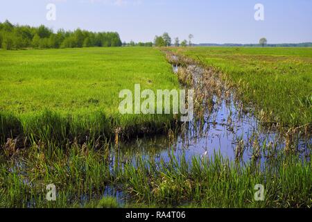 Vista panoramica delle zone umide coperto con inizio primavera erba verde e boschi nel fiume Biebrza Wildlife Refuge in Polonia nord-orientale. Foto Stock