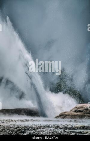 Pohutu geyser eruzione con fontana di acqua calda. Te Puia riserva therrmal a Rotorua, Nuova Zelanda Foto Stock