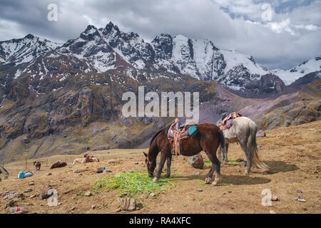 I cavalli pascolano sulla montagna altopiano delle Ande a Vivicunca con cime coperte di neve in background Foto Stock