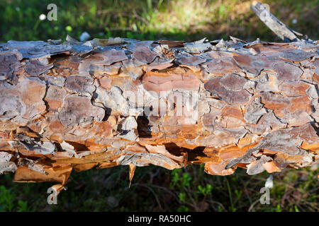 Pine tronco di albero vicino alla foresta Foto Stock
