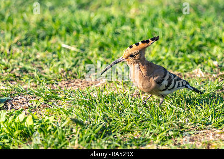 Upupa uccello sull'erba verde closeup sullo sfondo sfocato Foto Stock