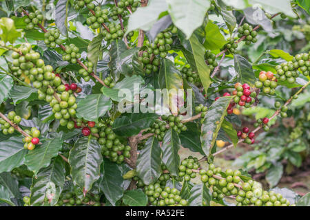 Colpo isolato di una pianta del caffè, caricato con il rosso e il verde di bacche di caffè e la bella deep foglie verdi in Costa Rica Foto Stock