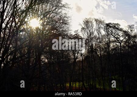 Tramonto attraverso gli alberi a Hampstead Heath, a nord di Londra Foto Stock