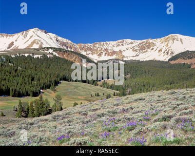 Prato di lupino e sagebrush sotto eighteenmile picco nella gamma beaverhead vicino a lima, montana Foto Stock