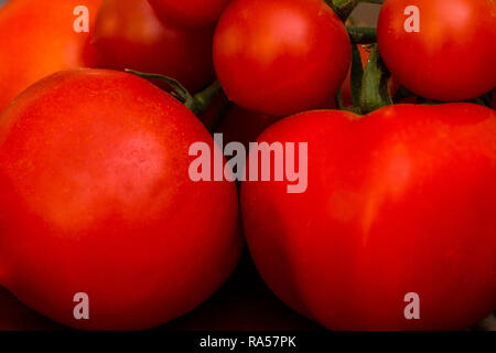 Isolato piccoli pomodori piccoli ciliegini sulla vite. Perfetti da aggiungere alle insalate fresche. Foto Stock