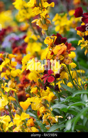 Colorati fiori Erysimum. Foto Stock