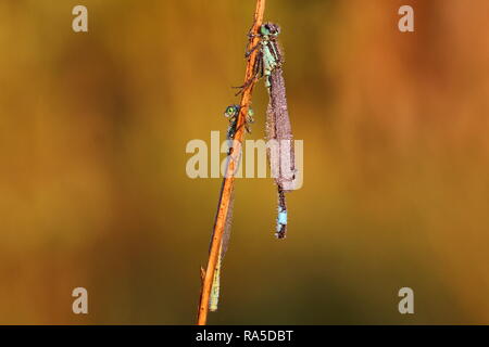 Blu-tailed Damselflies coperto di rugiada di mattina Foto Stock