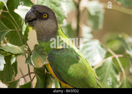 Senegal Parrot (Poicephalus senegalus) Foto Stock