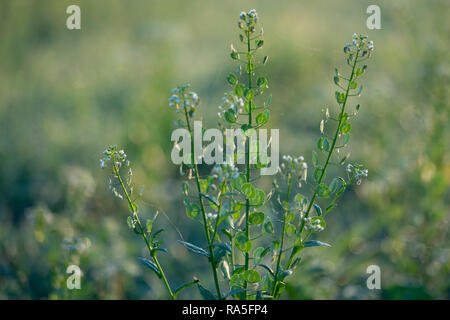 Erba di prato di sunrise Foto Stock