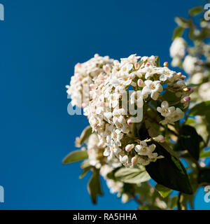 Fiore di Viburnum burkwoodii in estate Foto Stock