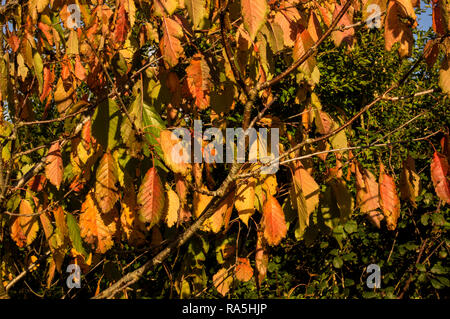 Ciliegio selvatico durante l'autunno Foto Stock