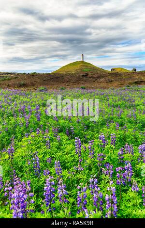 Nootka di lupini dolci (Lupinus nootkatensis), campo di lupino, dietro il faro Reykjanesviti sul Baejarfell, penisola Reykjanes Foto Stock