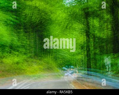 Vetture su strada tortuosa attraverso la foresta, Germania Foto Stock