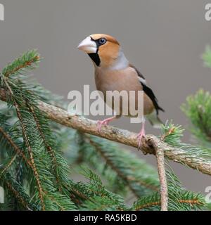 Hawfinch (Coccothraustes coccothraustes), in pianura abito, seduto sul ramo di abete, area della biosfera Svevo Foto Stock