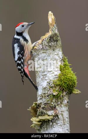 Medio macchie Picchio (Leiopicus medius), una betulla pelosa (Betula pubescens), con MOSS e funghi ad albero Foto Stock