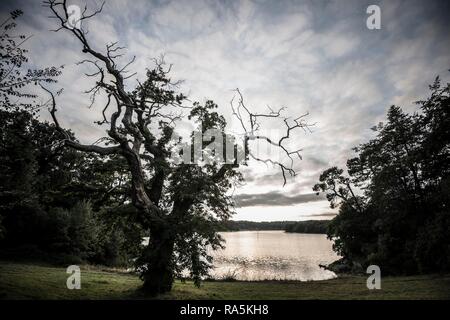 Vecchio castagno (Castanea sativa), tramonto, fiordo vicino a Lorient, Brittany, Francia Foto Stock