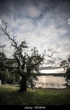 Vecchio castagno (Castanea sativa), tramonto, fiordo vicino a Lorient, Brittany, Francia Foto Stock