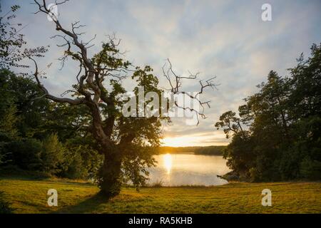 Vecchio castagno (Castanea sativa), tramonto, fiordo vicino a Lorient, Brittany, Francia Foto Stock